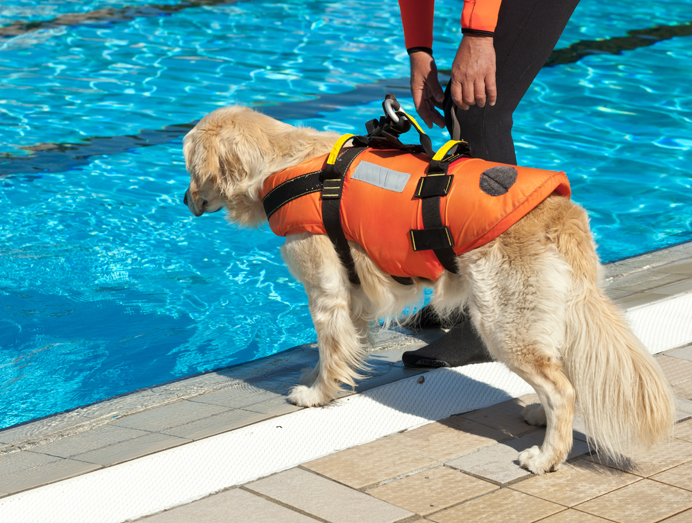 swimming for dogs